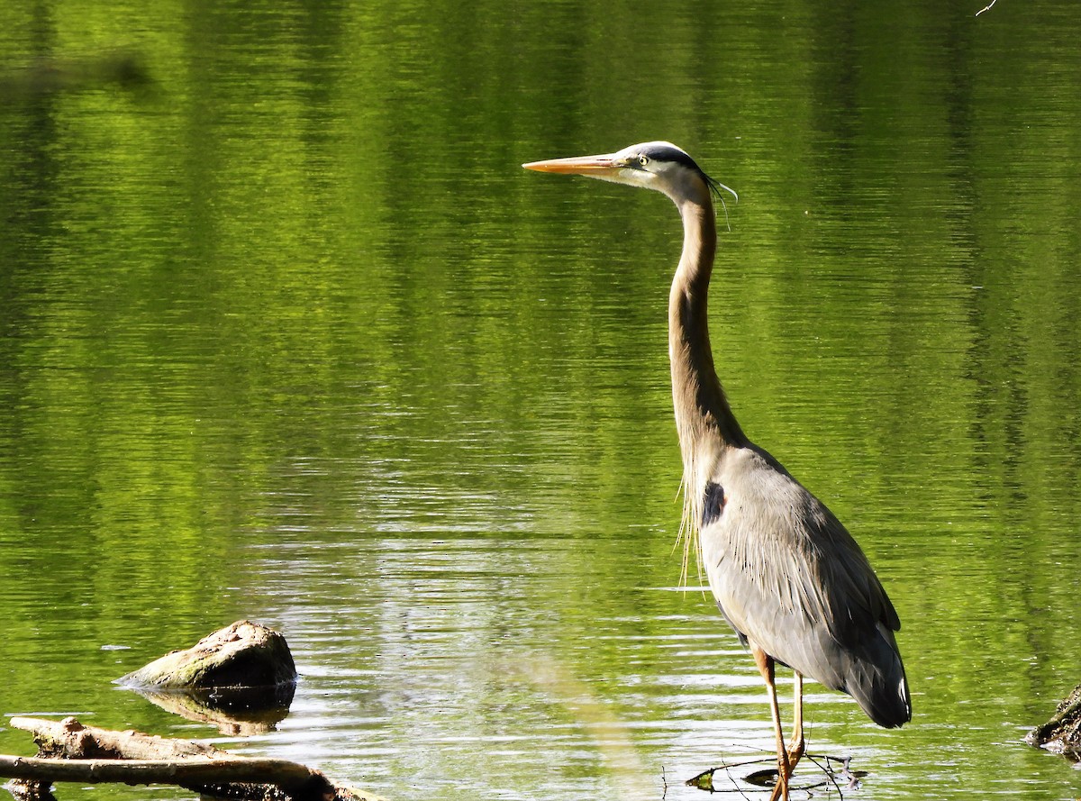 Great Blue Heron - ML234608181