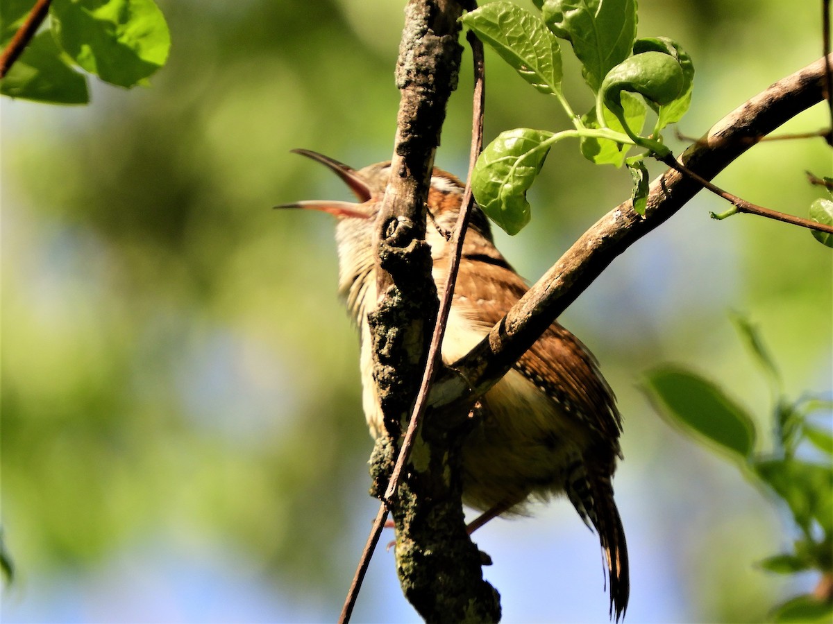 Carolina Wren - ML234608471