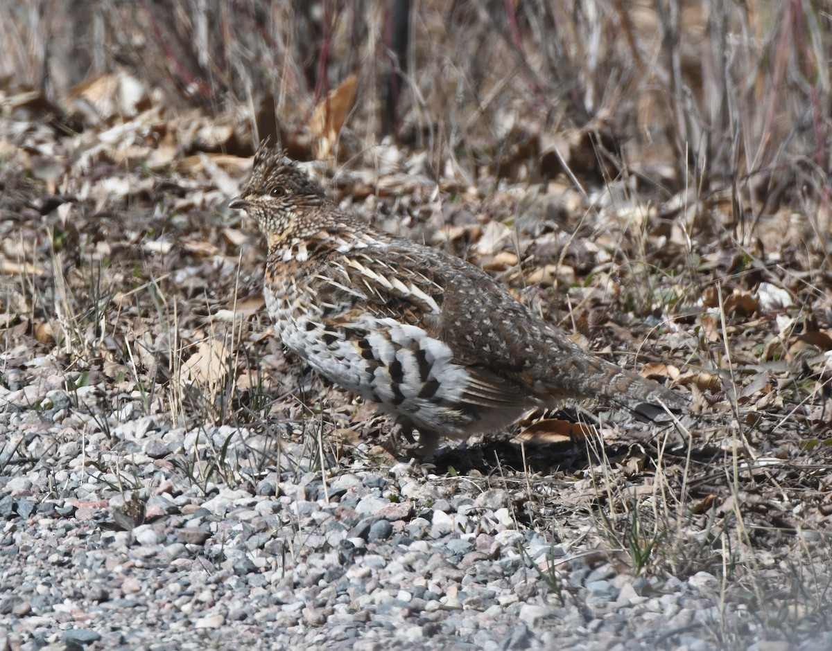 Ruffed Grouse - ML234608721