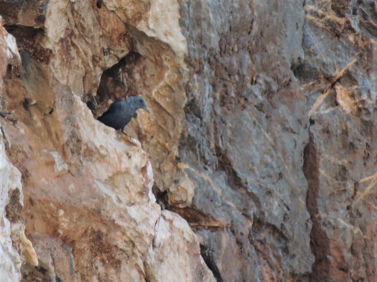 Blue Rock-Thrush - Lorenzo Cocco