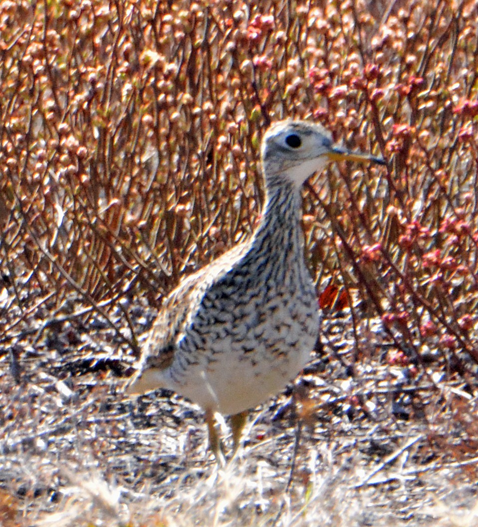 Upland Sandpiper - ML234609901