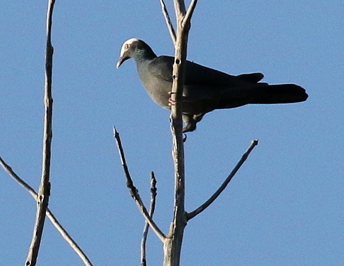 White-crowned Pigeon - Linda  Fell