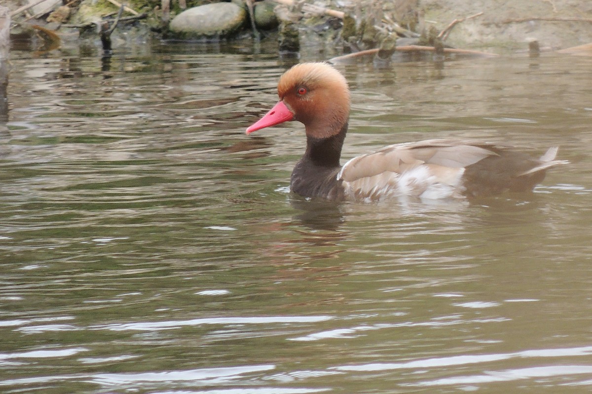 アカハシハジロ - ML234613961