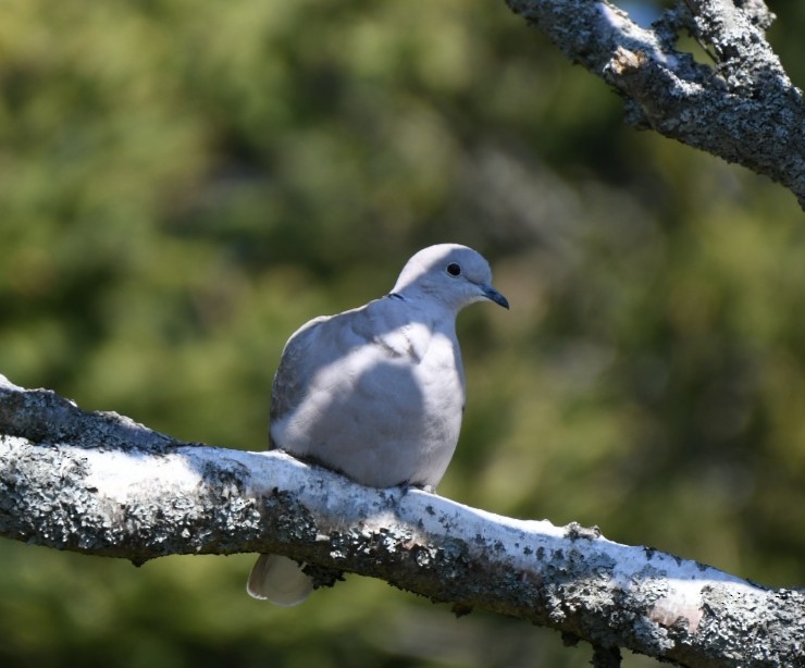 Eurasian Collared-Dove - Sean Hatch