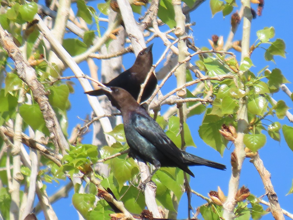 Brown-headed Cowbird - ML234615271