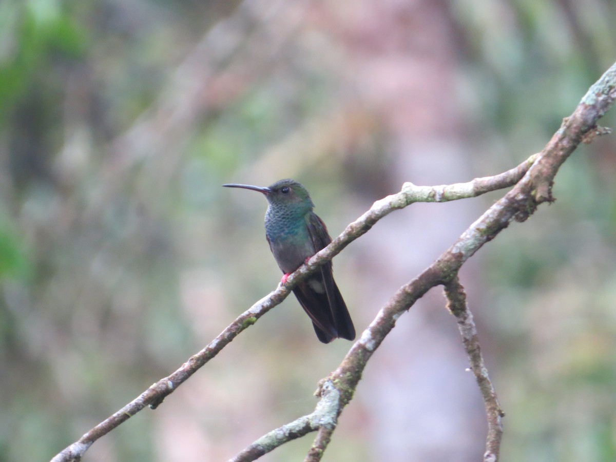 Blue-chested Hummingbird - ML234616511