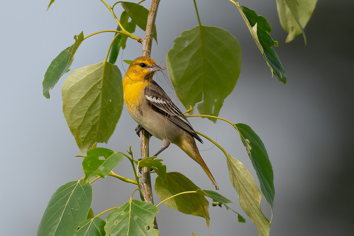 ML234616571 - Bullock's Oriole - Macaulay Library