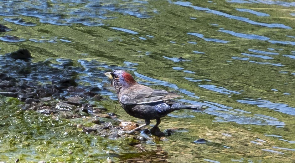 Varied Bunting - ML234617471