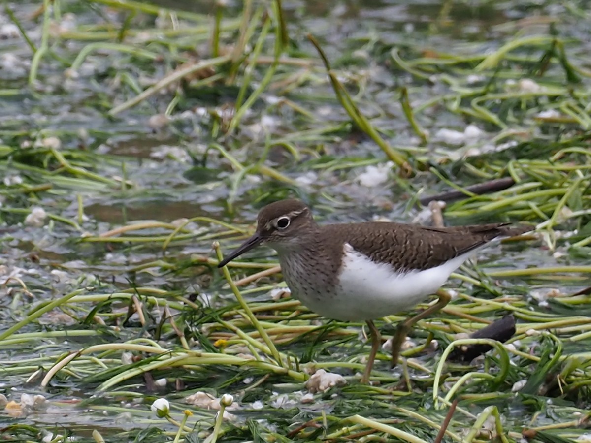 Common Sandpiper - Rafael Hermosilla Ortega