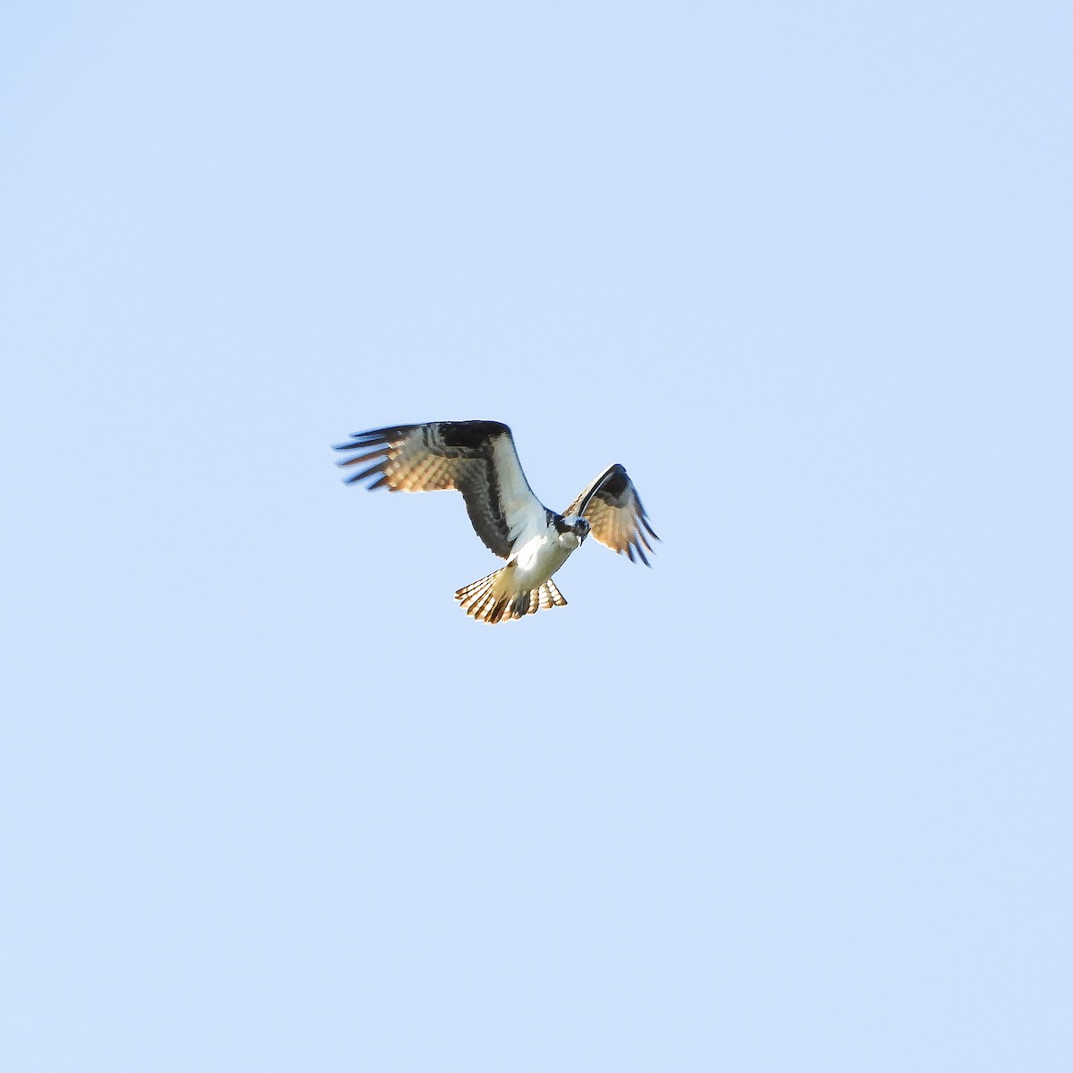 Águila Pescadora - ML234618111