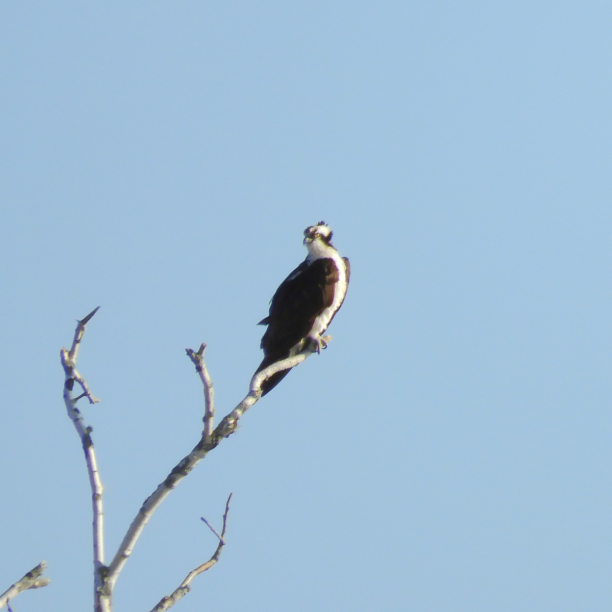 Águila Pescadora - ML234618241