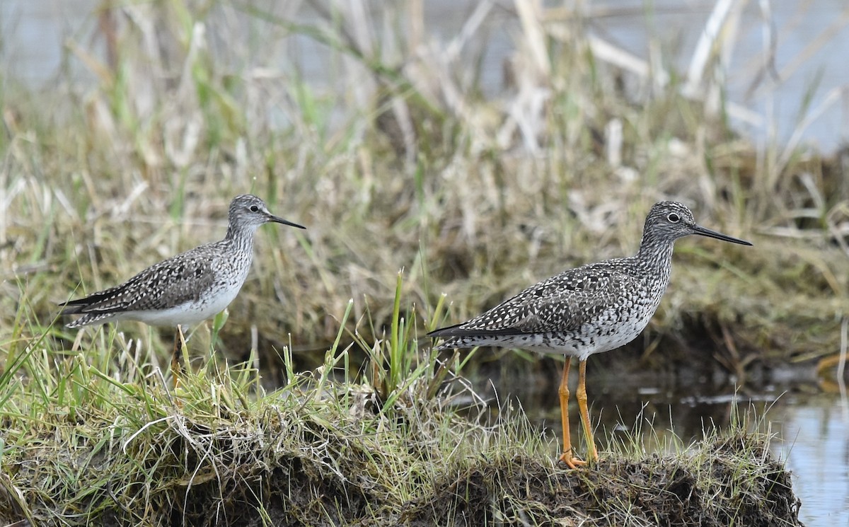 Greater Yellowlegs - Anthony Vanderheyden