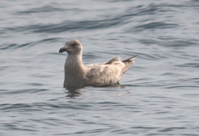 Glaucous-winged Gull - ML23462271