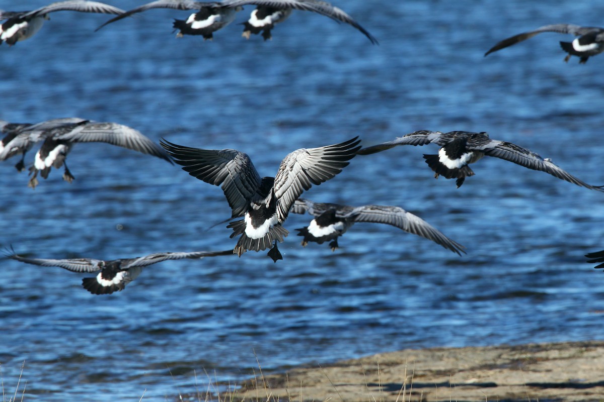 berneška tmavá - ML234623991