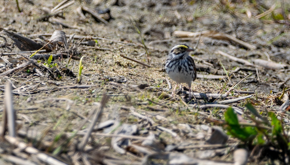 Savannah Sparrow - ML234625061