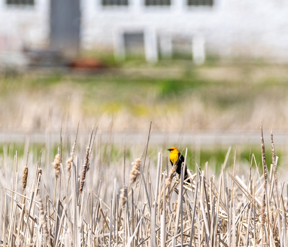 Yellow-headed Blackbird - ML234625271