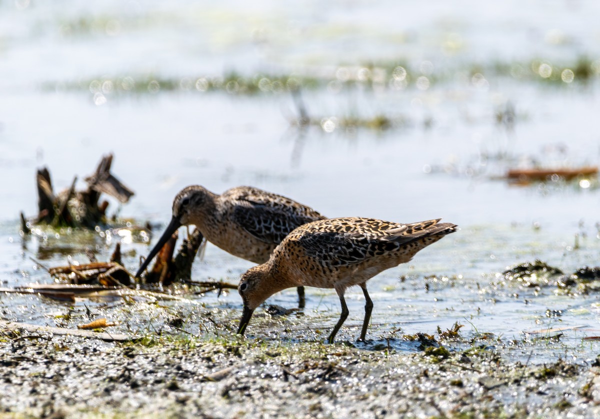 Short-billed Dowitcher - ML234625311