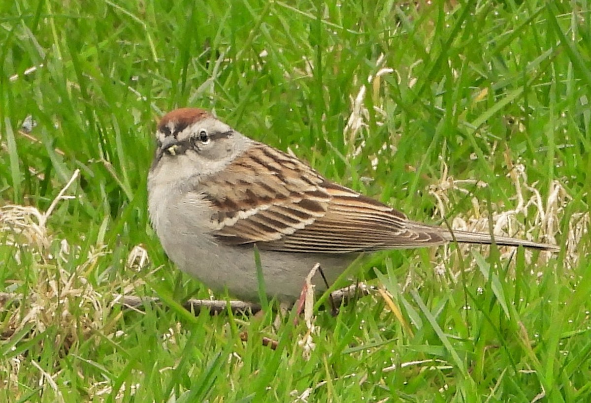 Chipping Sparrow - Joanne Muis Redwood