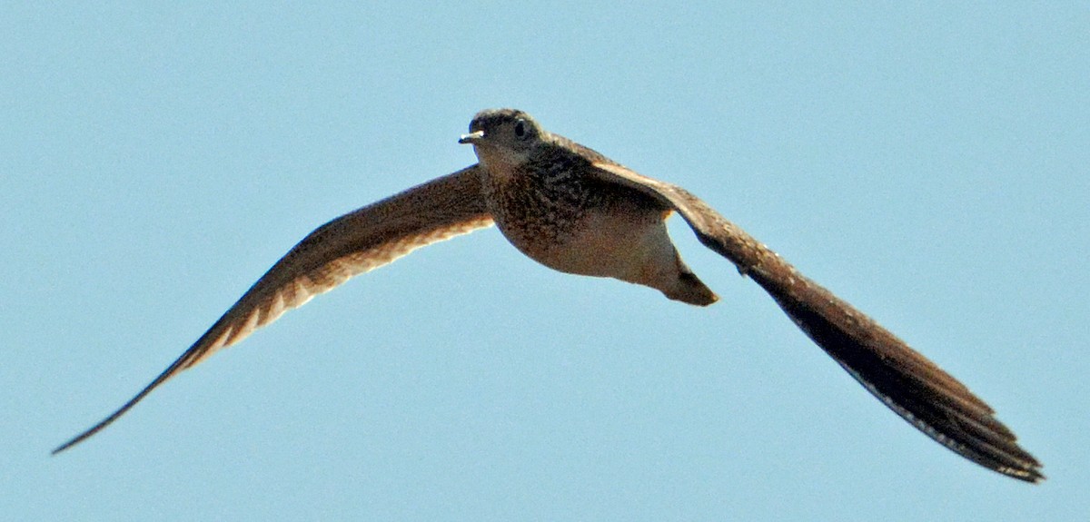 Upland Sandpiper - ML234627101