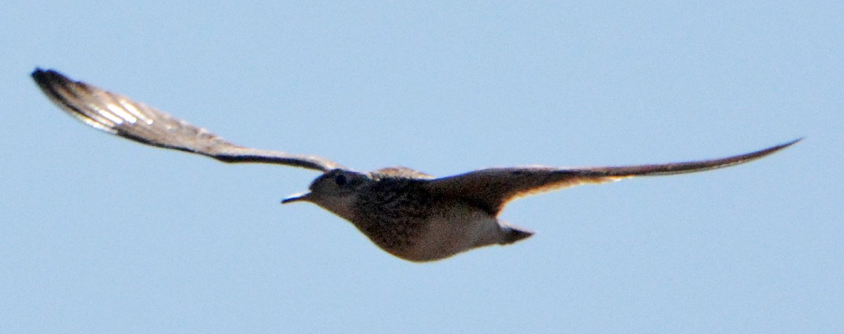 Upland Sandpiper - ML234627111