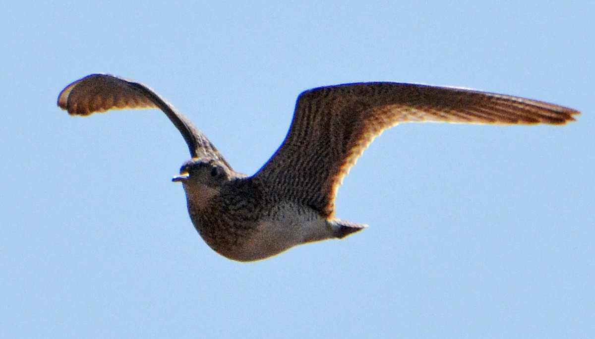 Upland Sandpiper - ML234627121