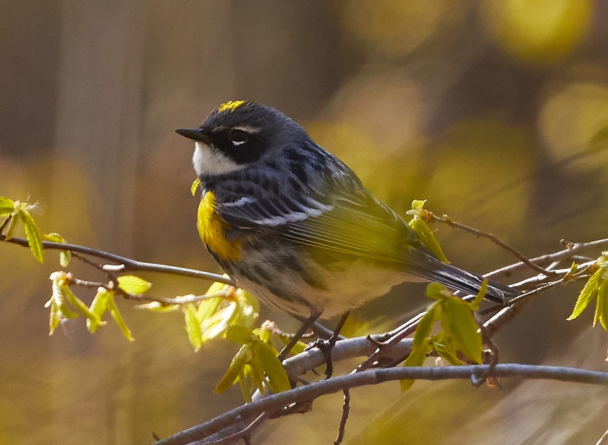 Yellow-rumped Warbler - ML234628121