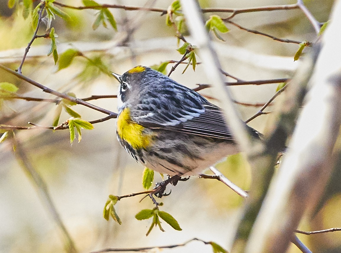 Yellow-rumped Warbler - ML234628141