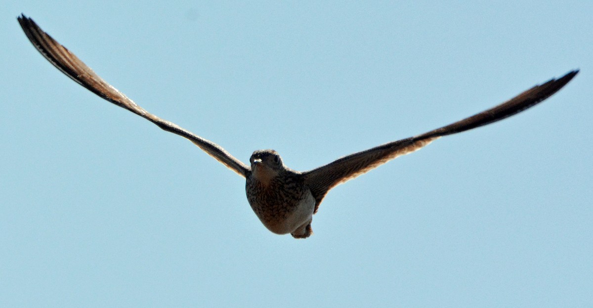 Upland Sandpiper - ML234628541