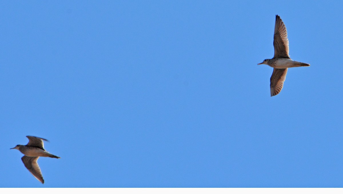 Upland Sandpiper - Michael J Good