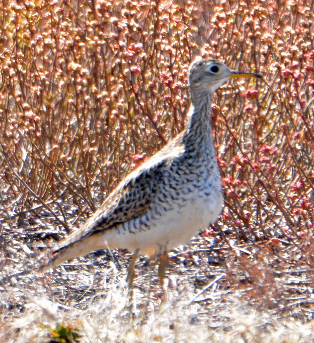 Upland Sandpiper - ML234628821