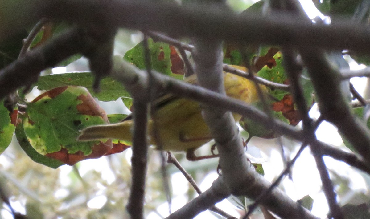 Yellow Warbler - ML234628931