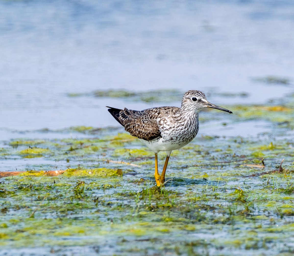 Lesser Yellowlegs - ML234630171