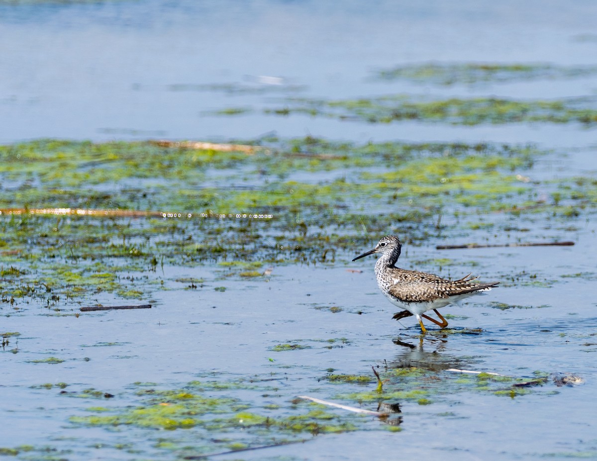 Lesser Yellowlegs - Kelsey Zimmerman