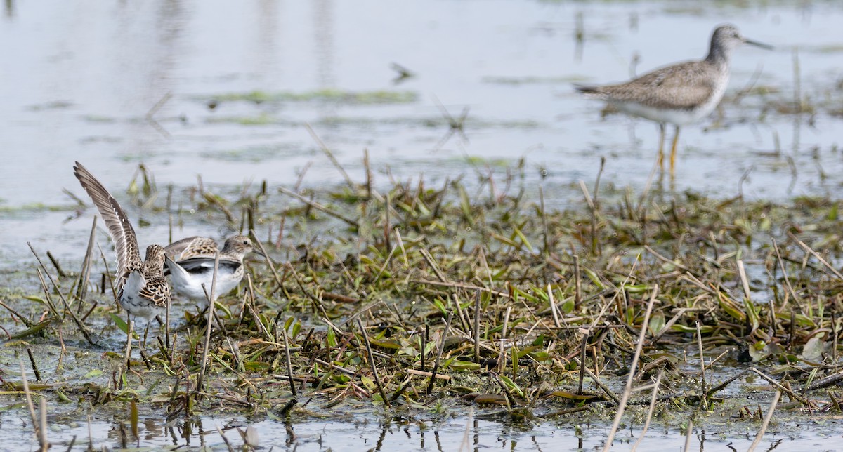 Lesser Yellowlegs - ML234630361