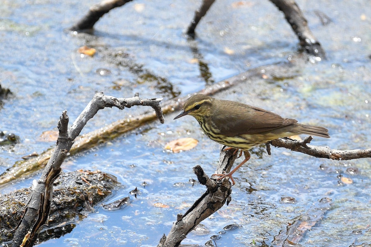 Northern Waterthrush - ML234630671