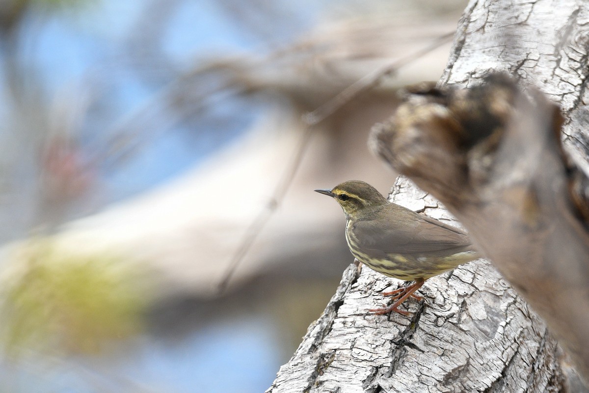 Northern Waterthrush - ML234630751