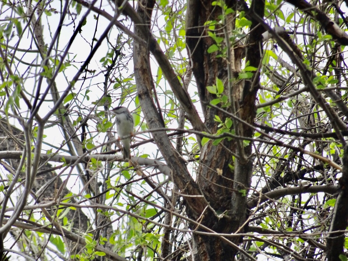 Blackpoll Warbler - Elizabeth Hall