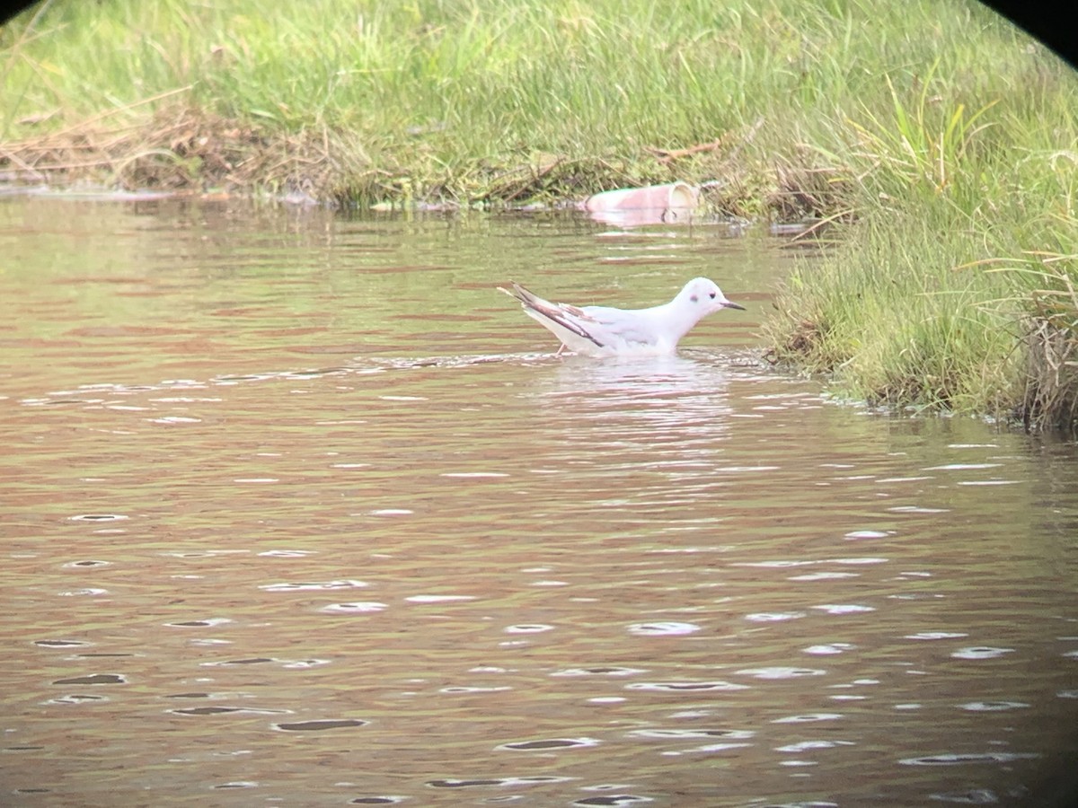 Bonaparte's Gull - ML234635031