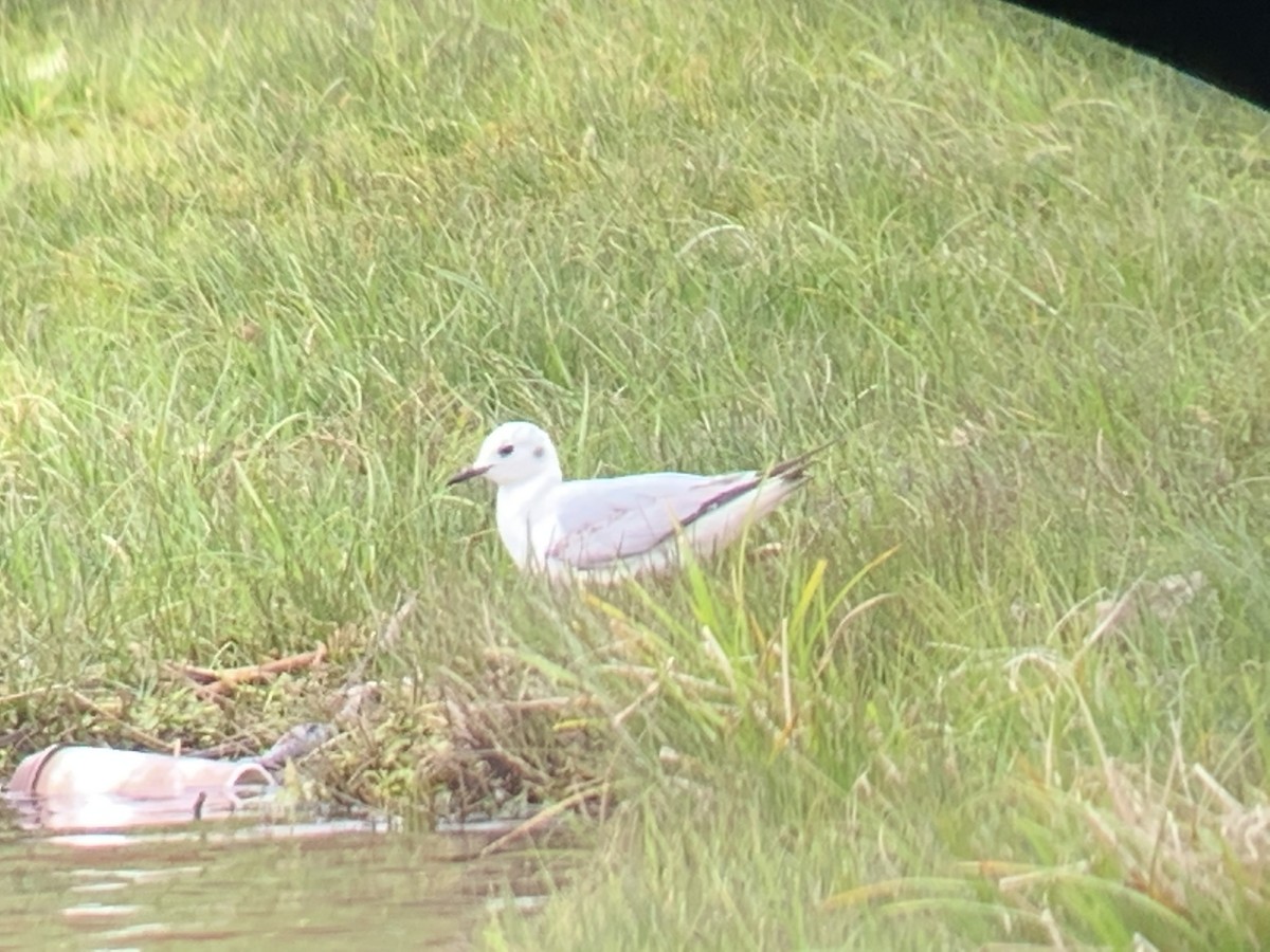 Bonaparte's Gull - ML234635051