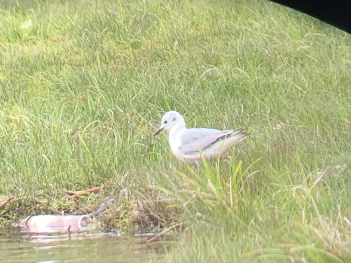 Bonaparte's Gull - ML234635071