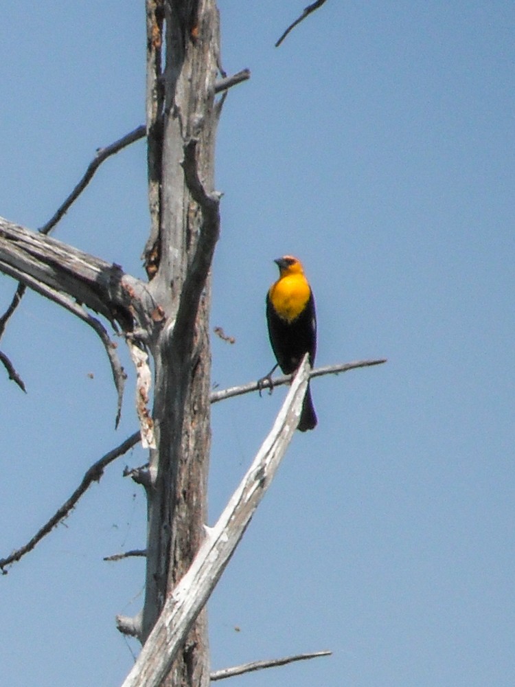 Yellow-headed Blackbird - ML234635201