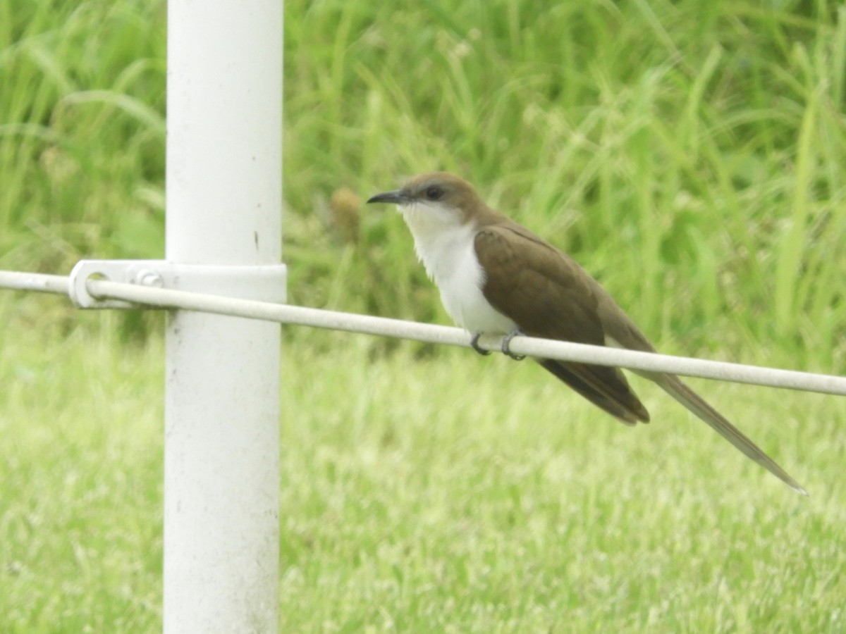 Black-billed Cuckoo - Kendell Loyd