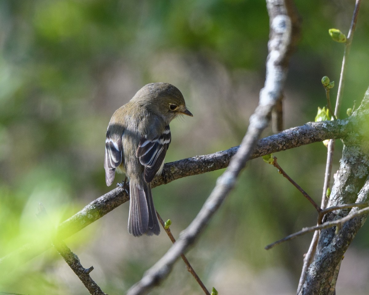 Least Flycatcher - Steve Rappaport