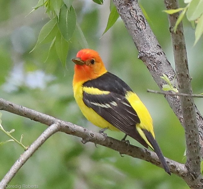 Western Tanager - ML234639891