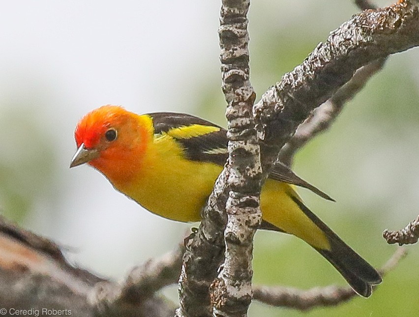 Western Tanager - ML234639901