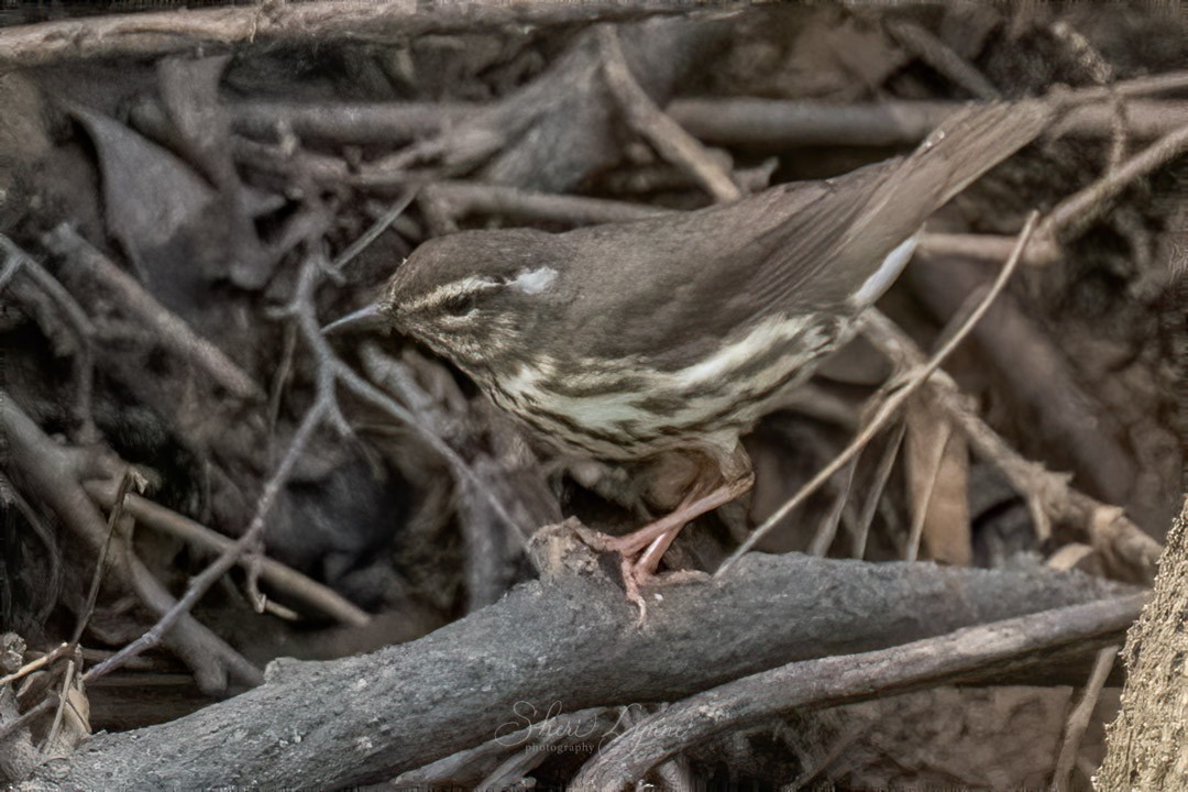 Louisiana Waterthrush - ML234643061