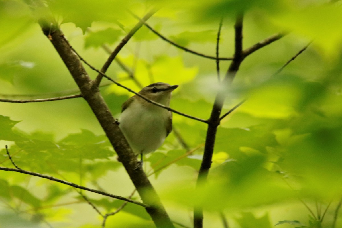 Red-eyed Vireo - ML234645401