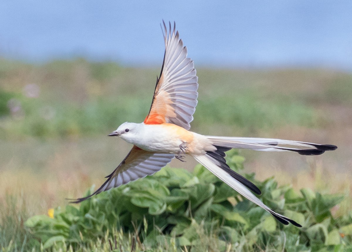 Scissor-tailed Flycatcher - ML234645741