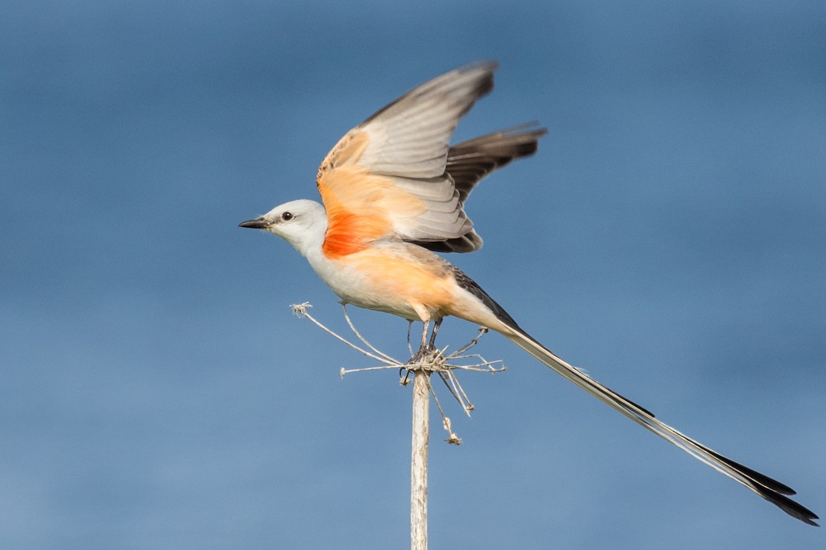 Scissor-tailed Flycatcher - Roger Adamson