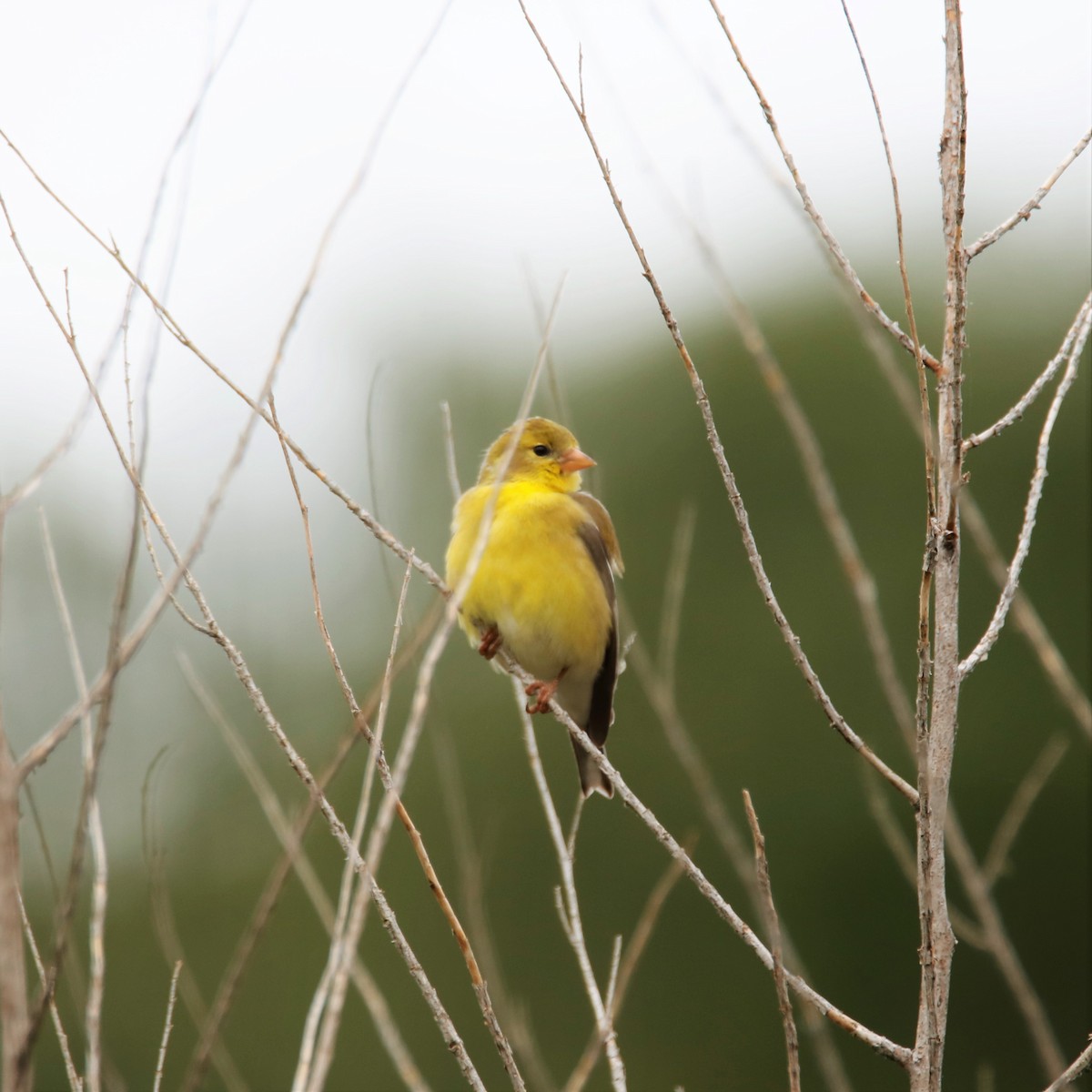 American Goldfinch - ML234645981